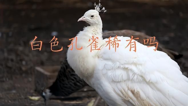 孔雀最稀有三個顏色|孔雀最稀有的三種顏色
