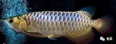 金龍魚長什么樣的，金龍魚與銀龍魚的區別