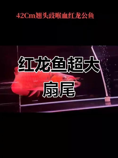 能否提供更多關(guān)于紅龍鱗框的圖解？|“紅龍鱗框”詳細(xì)圖解，小白也能一眼區(qū)分紅龍魚及其品種