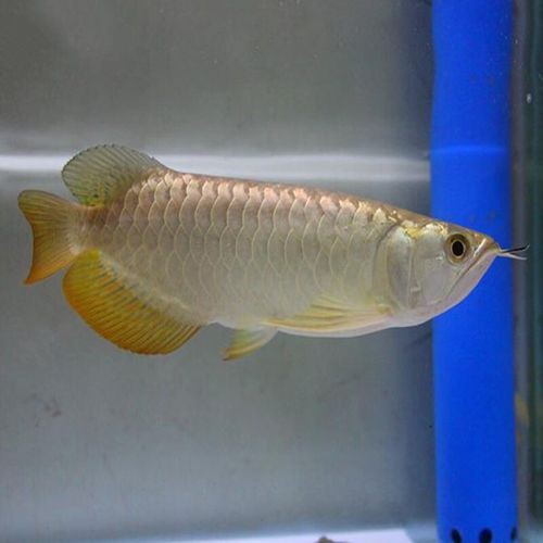 過背點金龍魚圖片|水中勞斯萊斯過背金龍魚號稱水中勞斯萊斯有何神奇之處