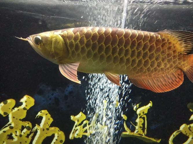 過背點金龍魚圖片|水中勞斯萊斯過背金龍魚號稱水中勞斯萊斯有何神奇之處