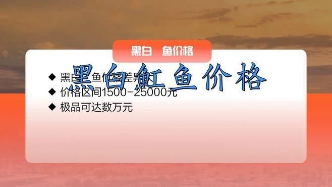 皇冠黑白魟魚多少錢一條|如何辨別皇冠黑白魟魚的純血統