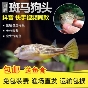 如何養(yǎng)好雷龍魚(如何養(yǎng)雷龍魚幼仔)