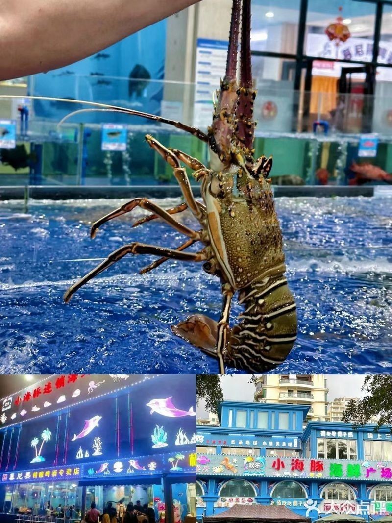 吉陽龍魚店，三亞吉陽龍魚店哪家口碑最好吉陽龍魚批發市場地址在哪里