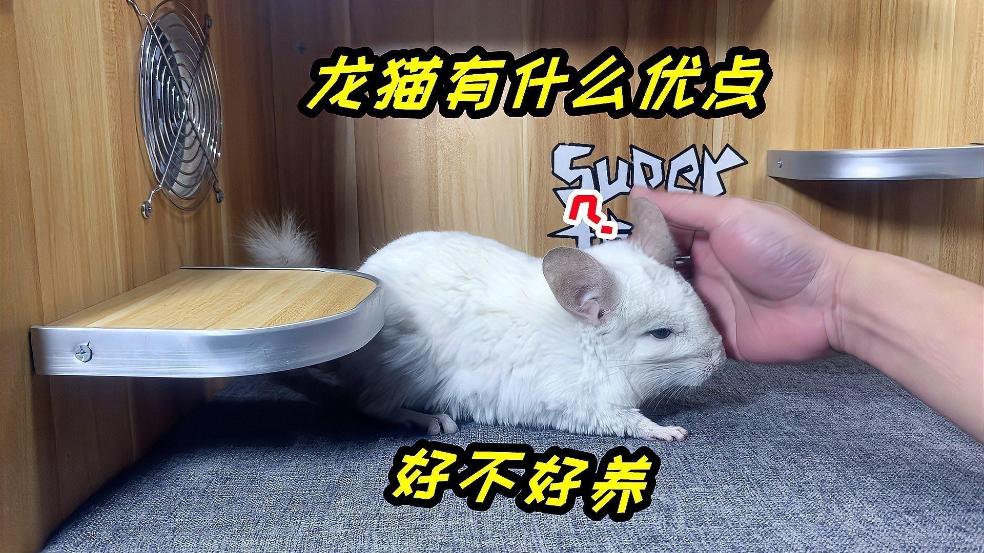 龍貓好養嗎臭不臭|關于龍貓的一些問題