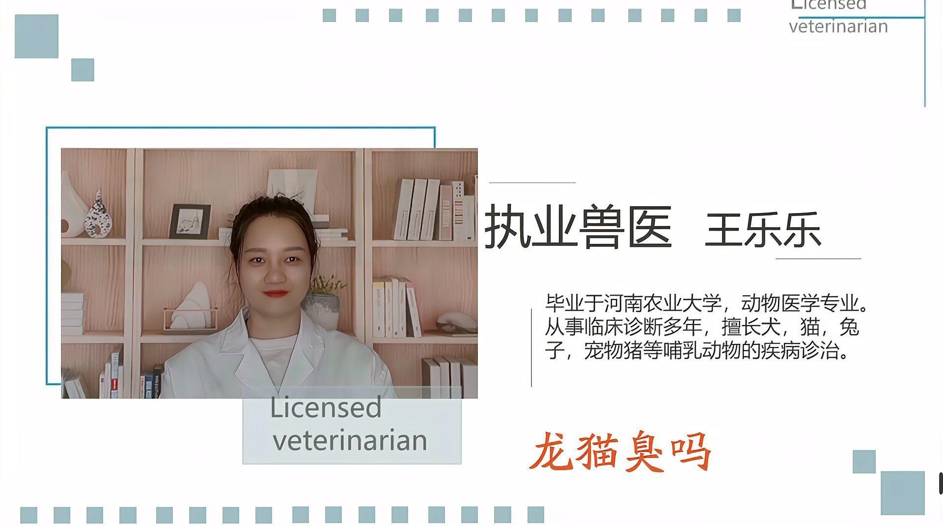 龍貓好養嗎臭不臭|關于龍貓的一些問題