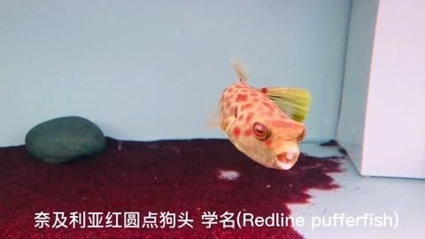 奈及利亞紅圓點狗頭|嗶哩嗶哩奈及利亞紅圓點狗頭魚:曾經(jīng)的“勞斯萊斯”現(xiàn)在也能買得起