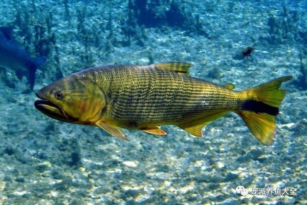 金龍魚40公分以上還會爬背和增色嗎