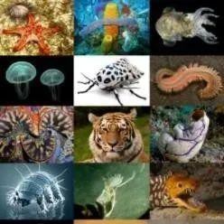 動物界十二門|「動物界全系列」 動物界十二門|「動物界全系列」 龍魚論壇 第5張