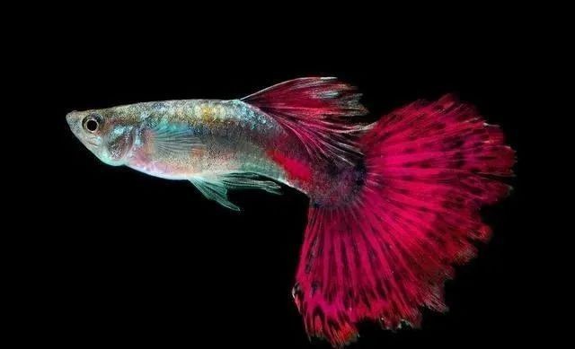 飛鳳魚好養(yǎng)嗎|《飛鳳魚好養(yǎng)嗎》