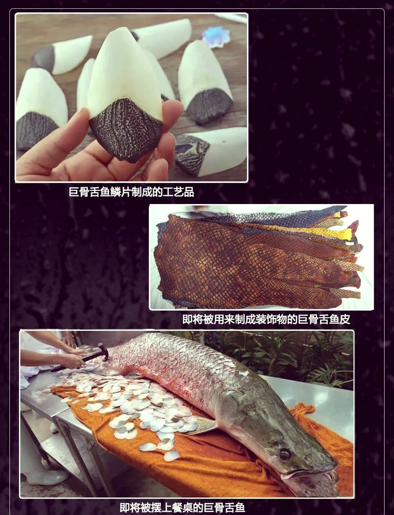 愛養魚的龍龍巨骨舌魚|《愛養魚的龍龍巨骨舌魚》