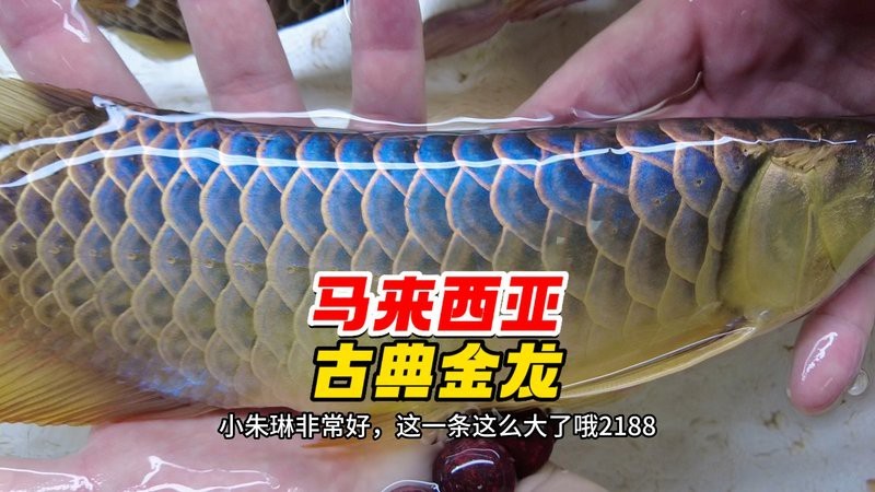 藍底金龍魚最建議買的三個品種|古典藍底過背金龍魚