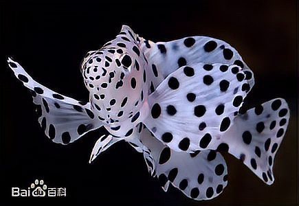 魚(yú)是代表什么生肖|\