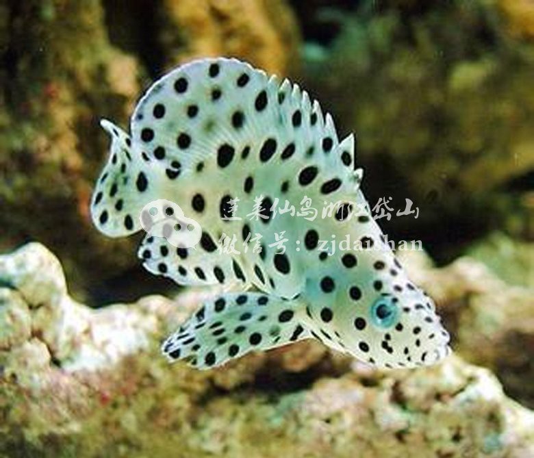 魚(yú)是代表什么生肖|\