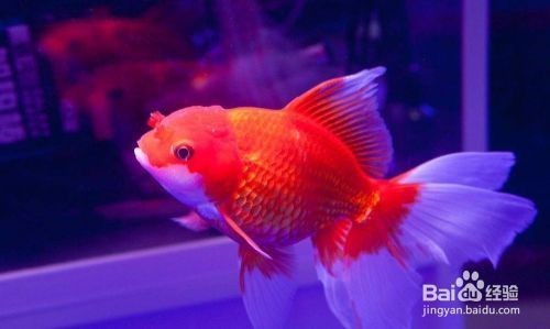 龍魚(yú)吃飼料利弊分析圖表