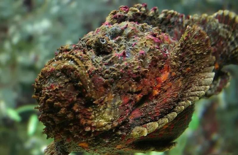 石狗公魚為何盡量少吃|石狗公魚盡量少吃的原因有以下幾點：\