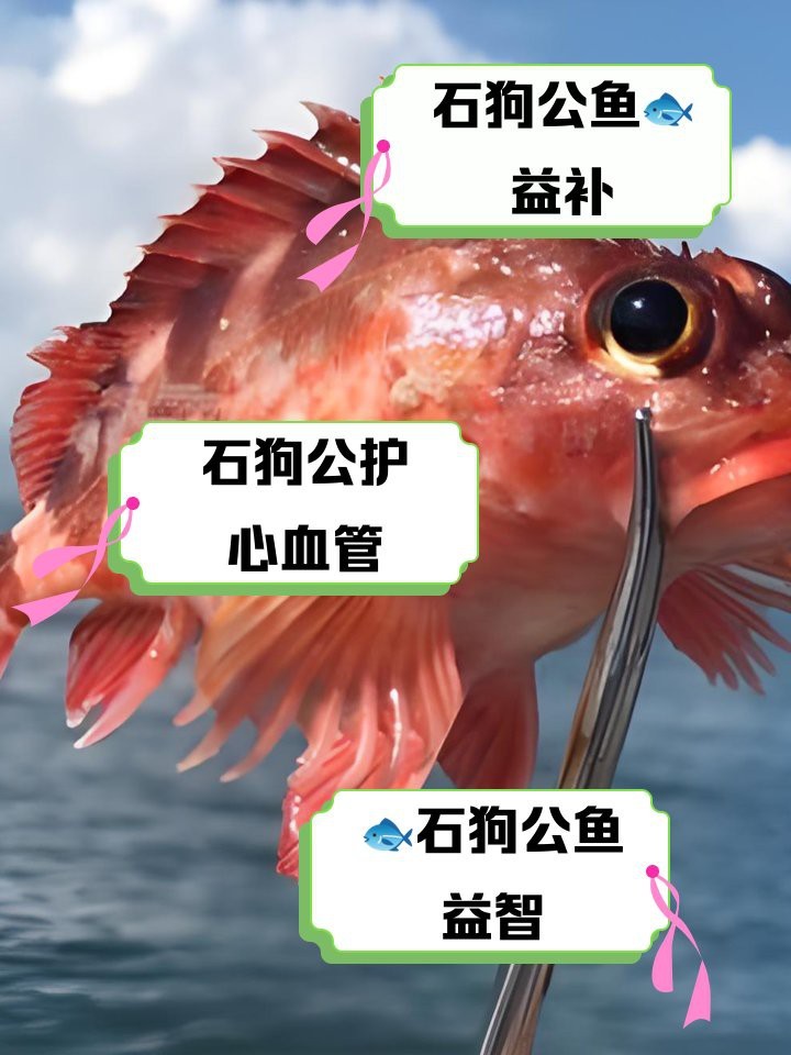 石狗公魚為何盡量少吃|石狗公魚盡量少吃的原因有以下幾點：\