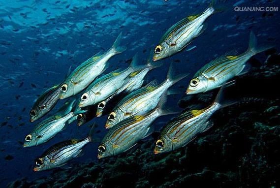 皇帝魚圖片|“皇帝魚圖片”是一段關于“皇帝魚圖片”的摘要：