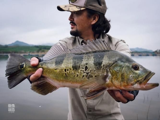 皇帝魚圖片|“皇帝魚圖片”是一段關于“皇帝魚圖片”的摘要：