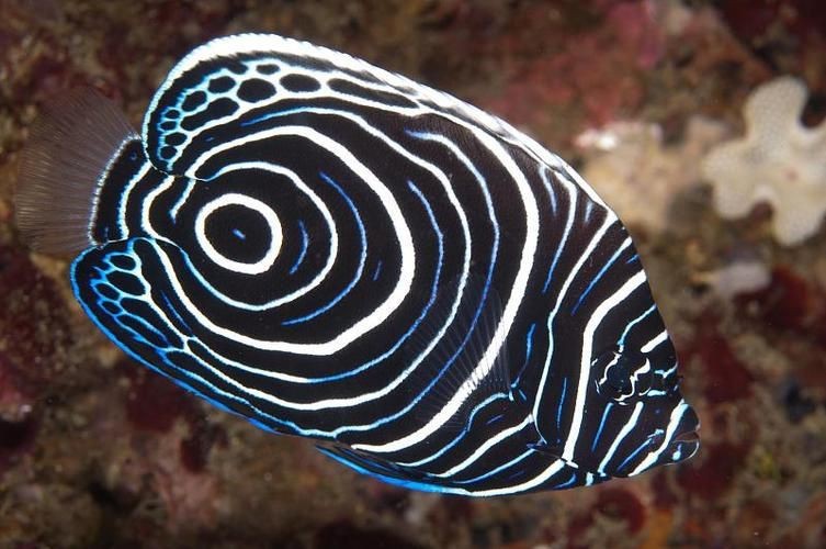 皇帝魚圖片|“皇帝魚圖片”是一段關于“皇帝魚圖片”的摘要：