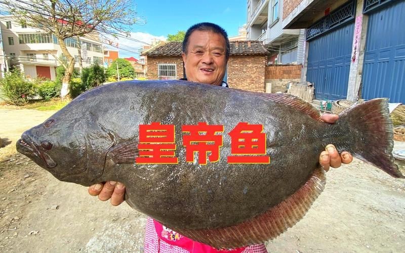 皇帝魚圖片|“皇帝魚圖片”是一段關于“皇帝魚圖片”的摘要：