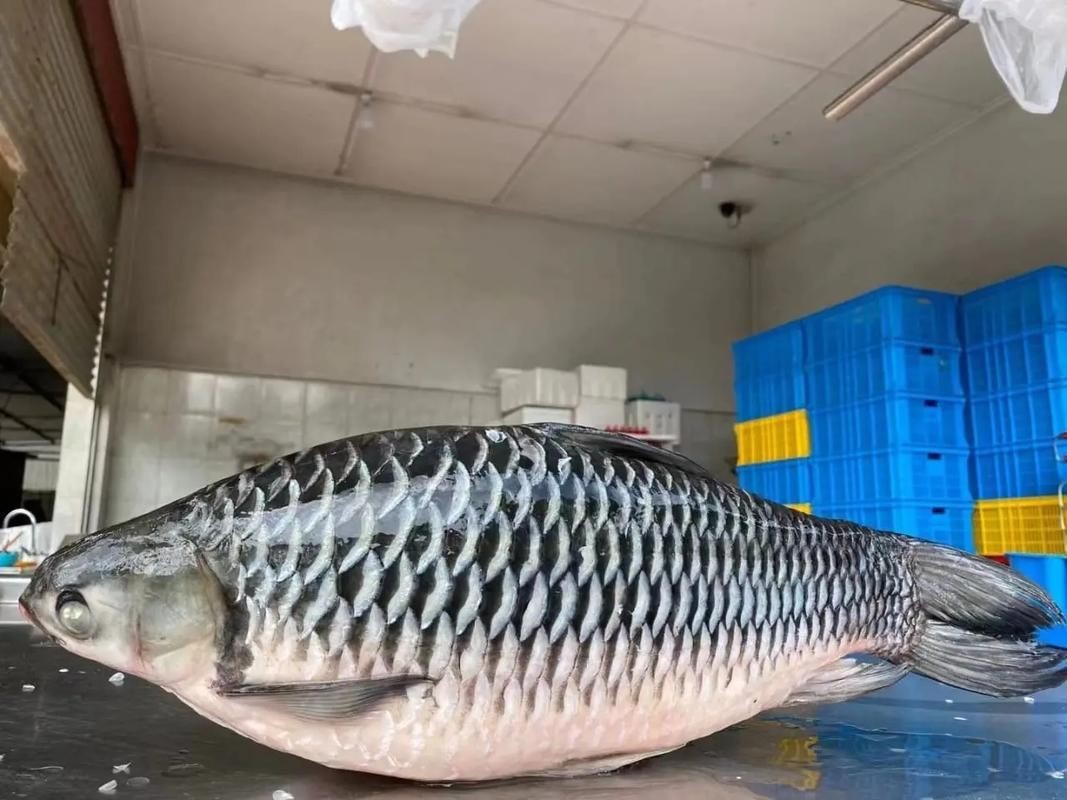 皇帝魚圖片|“皇帝魚圖片”是一段關于“皇帝魚圖片”的摘要：