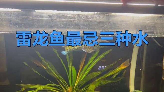 雷龍魚最忌三種水|《雷龍魚最忌三種水》