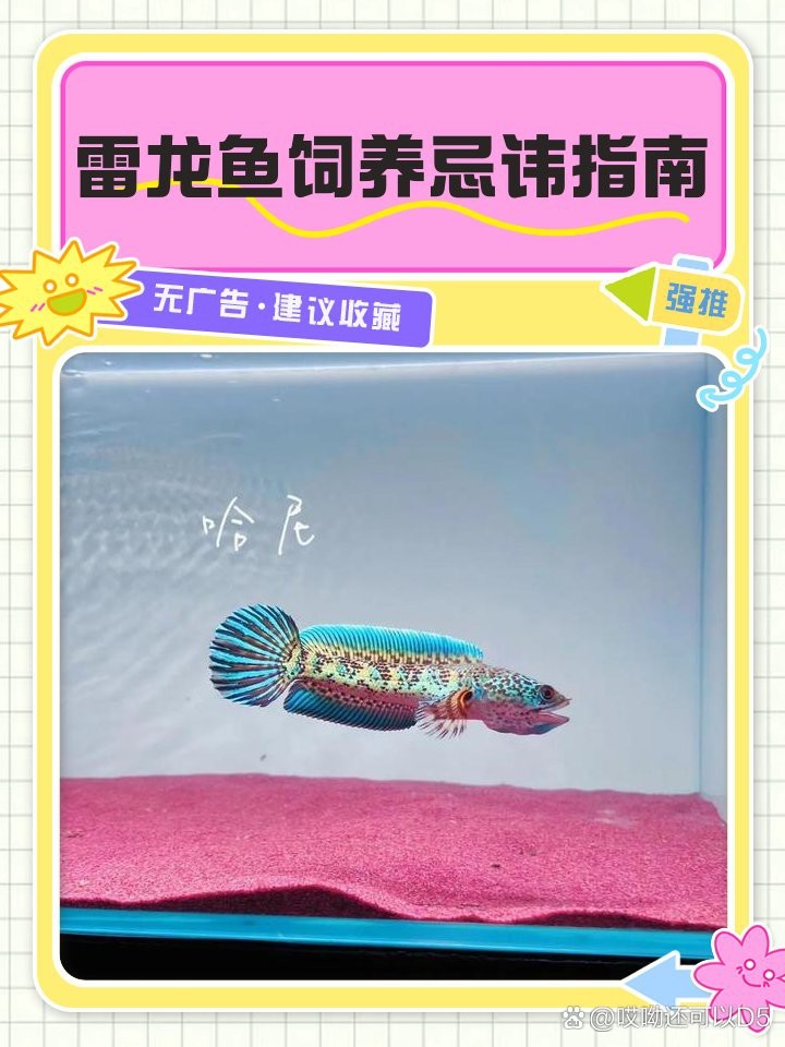 雷龍魚最忌三種水|《雷龍魚最忌三種水》