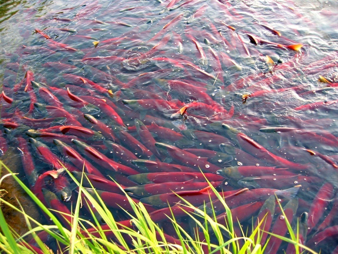 曼龍魚產卵前有什么征兆|曼龍魚產卵前會呈現多種顯著征兆，雄魚體色變得格外鮮艷