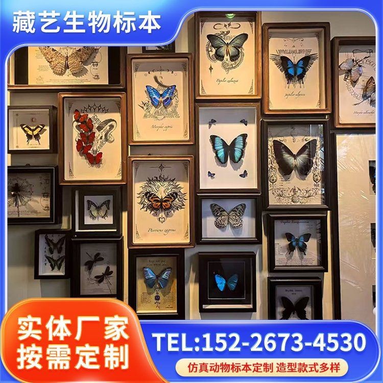 蝴蝶標本2024年價格表|2018蝴蝶標本2024年價格表