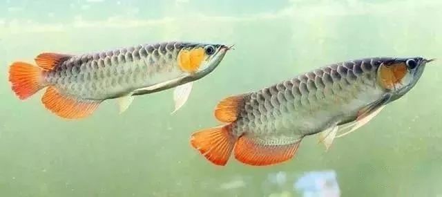 龍魚腸炎治療期間需要喂食嗎？|《龍魚腸炎治療期間喂食情況摘要》