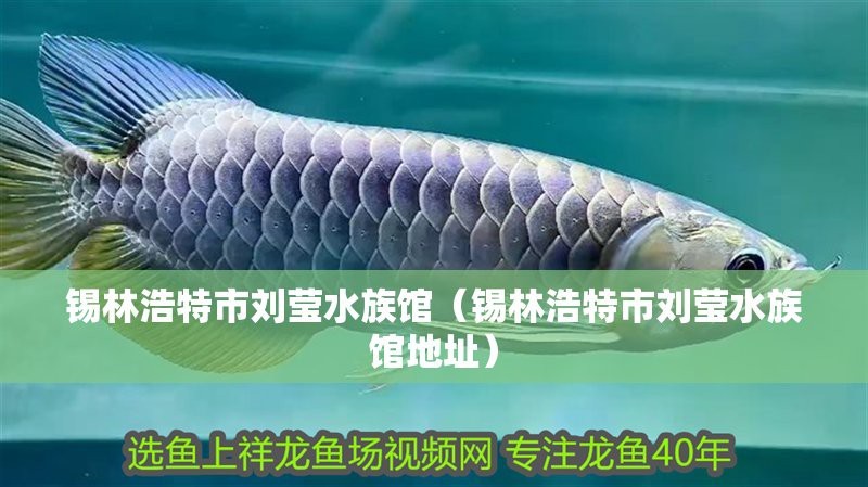 錫林高勒水族店|內(nèi)蒙古錫林高勒水族店劉瑩水族館哪個更受歡迎