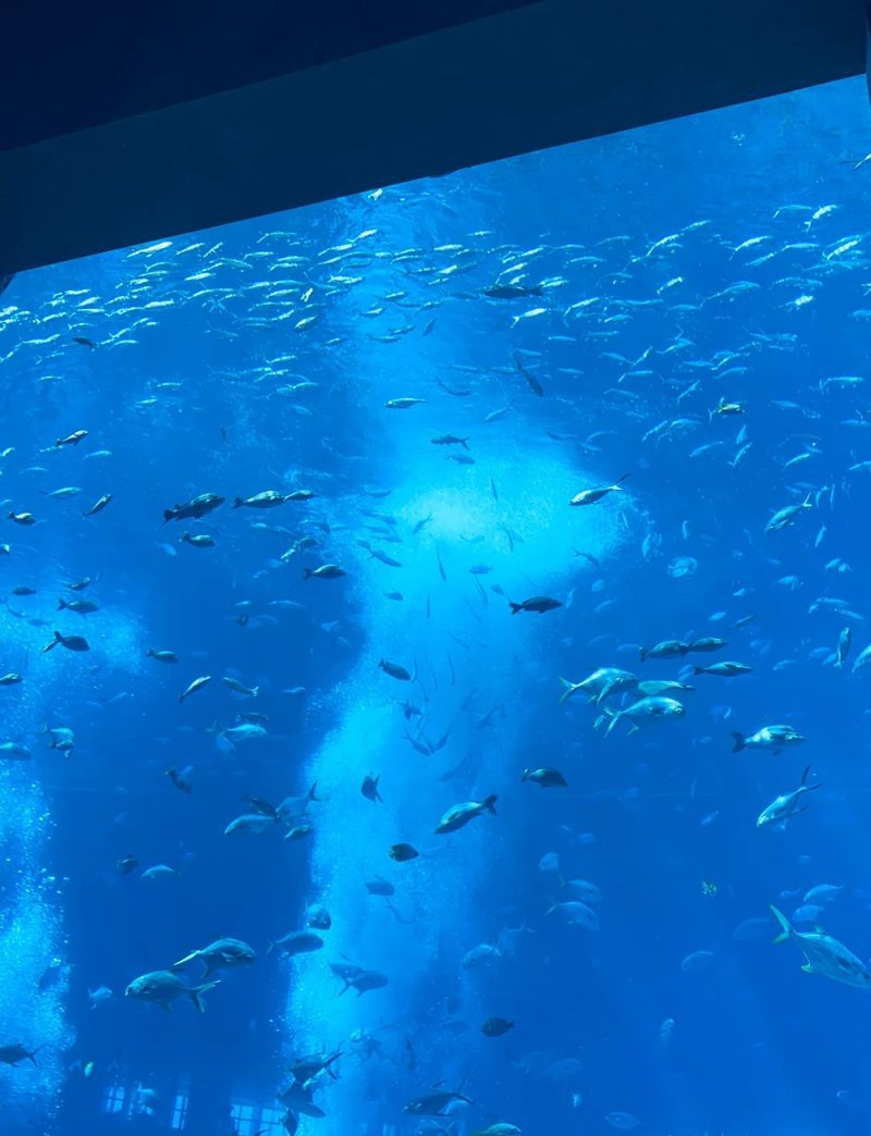 海南水族店|三亞亞特蘭蒂斯失落的空間水族館