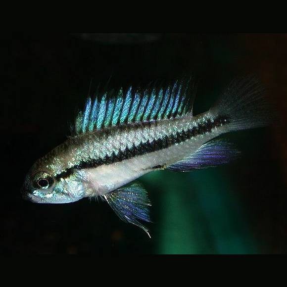 西平龍魚店|西平縣與\