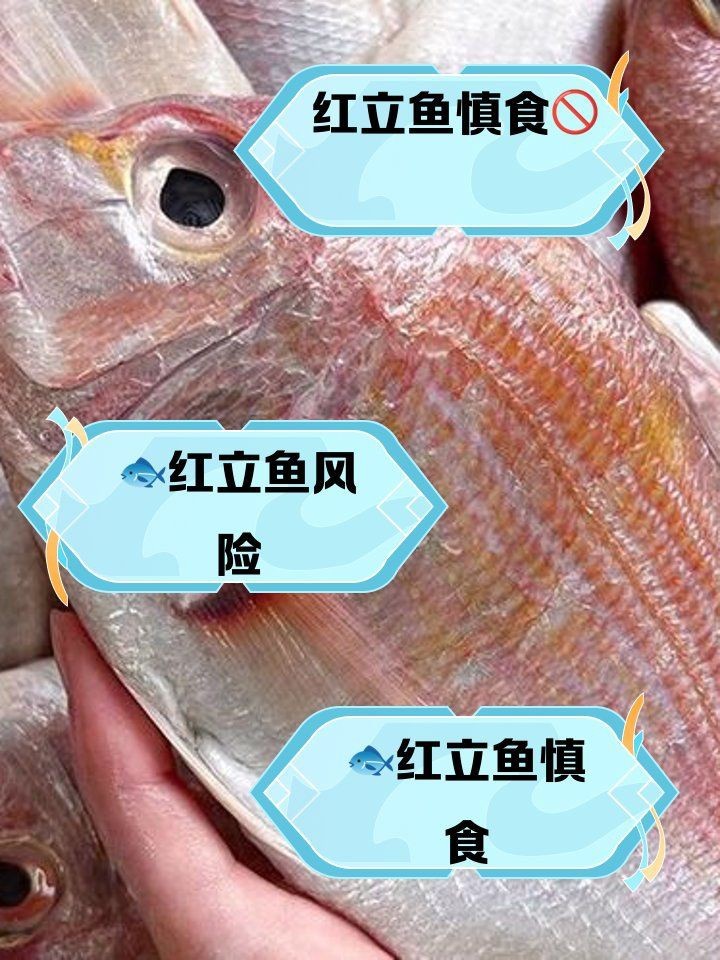 紅立魚為何不能隨便吃|紅立魚的食用風險 紅立魚為何不能隨便吃|紅立魚的食用風險 龍魚論壇 第3張