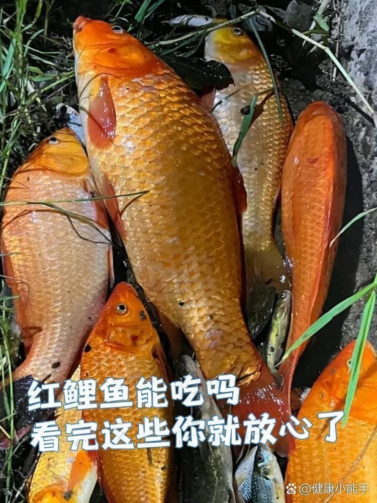 紅立魚為何不能隨便吃|紅立魚的食用風險 紅立魚為何不能隨便吃|紅立魚的食用風險 龍魚論壇 第18張