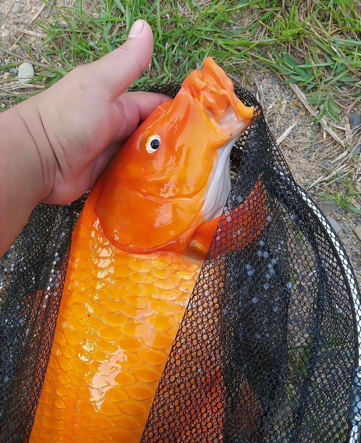 紅立魚為何不能隨便吃|紅立魚的食用風險 紅立魚為何不能隨便吃|紅立魚的食用風險 龍魚論壇 第22張