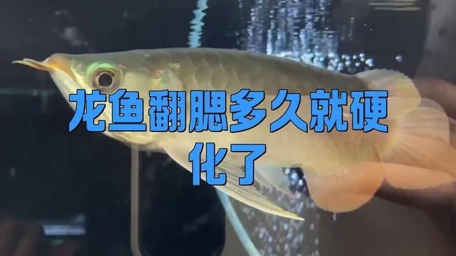 龍魚翻腮多久會硬化？|龍魚翻腮的原因及解決方法