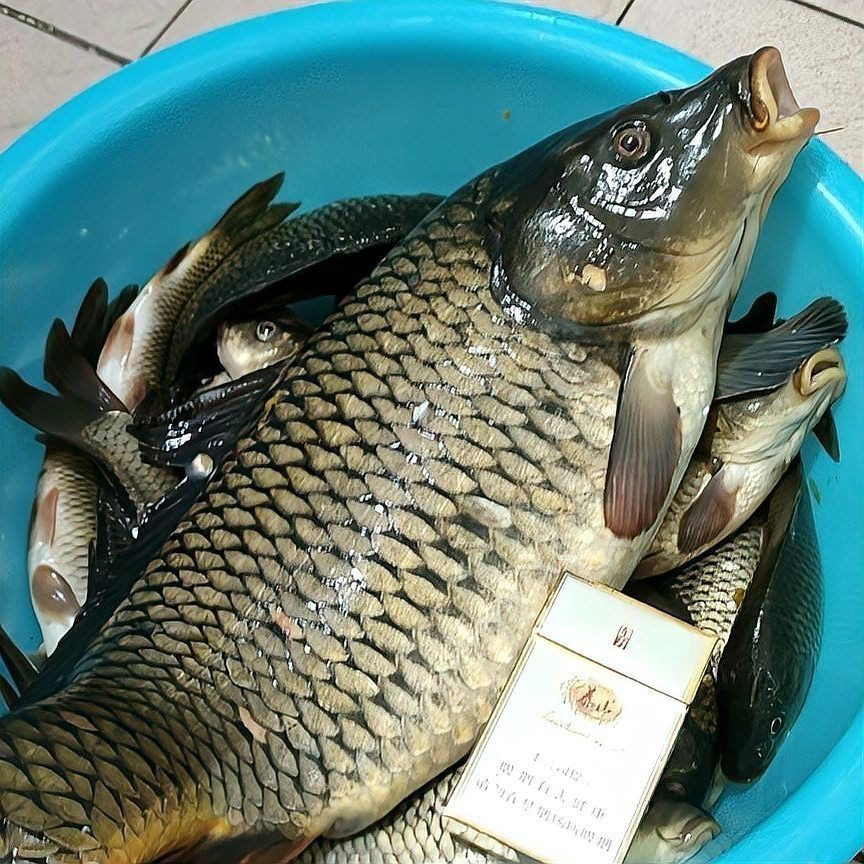 鯉魚餌料絕密配方|《鯉魚餌料絕密配方》釣鯉魚必備的五個超好用餌料配方