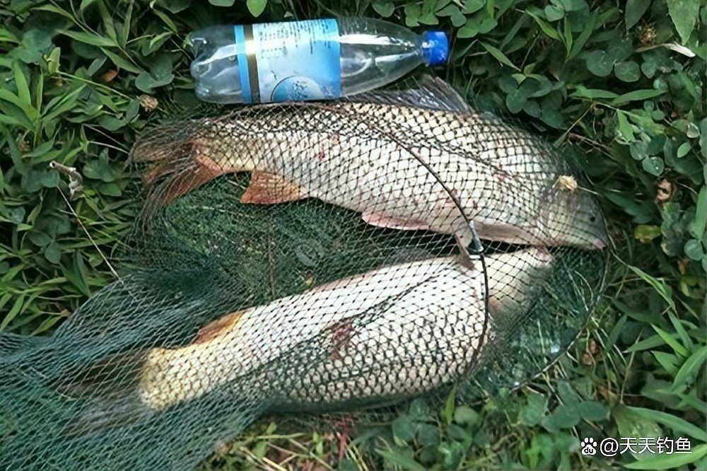 鯉魚餌料絕密配方|《鯉魚餌料絕密配方》釣鯉魚必備的五個超好用餌料配方