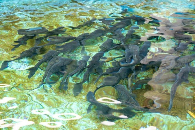 衢州龍魚店|衢州龍魚養殖技術有哪些衢州龍魚市場價格如何