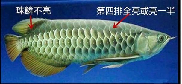 金龍魚等級(jí)區(qū)分圖解|養(yǎng)魚小藝，金龍魚品種區(qū)分全解析