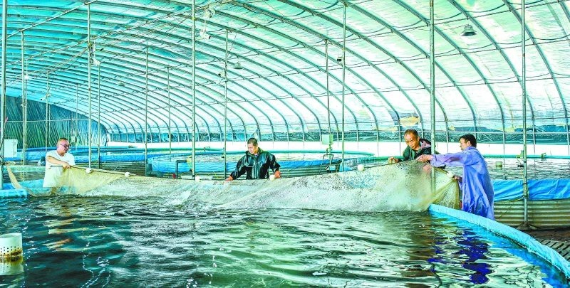 高坪龍魚店|南信水族龍魚貿易高坪龍魚店有哪些特色魚店鱸魚工廠