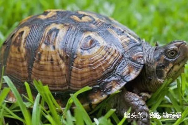 鱉什么屬相的人不能養|《鱉什么屬相的人不能養”的探討摘要探討摘要說法