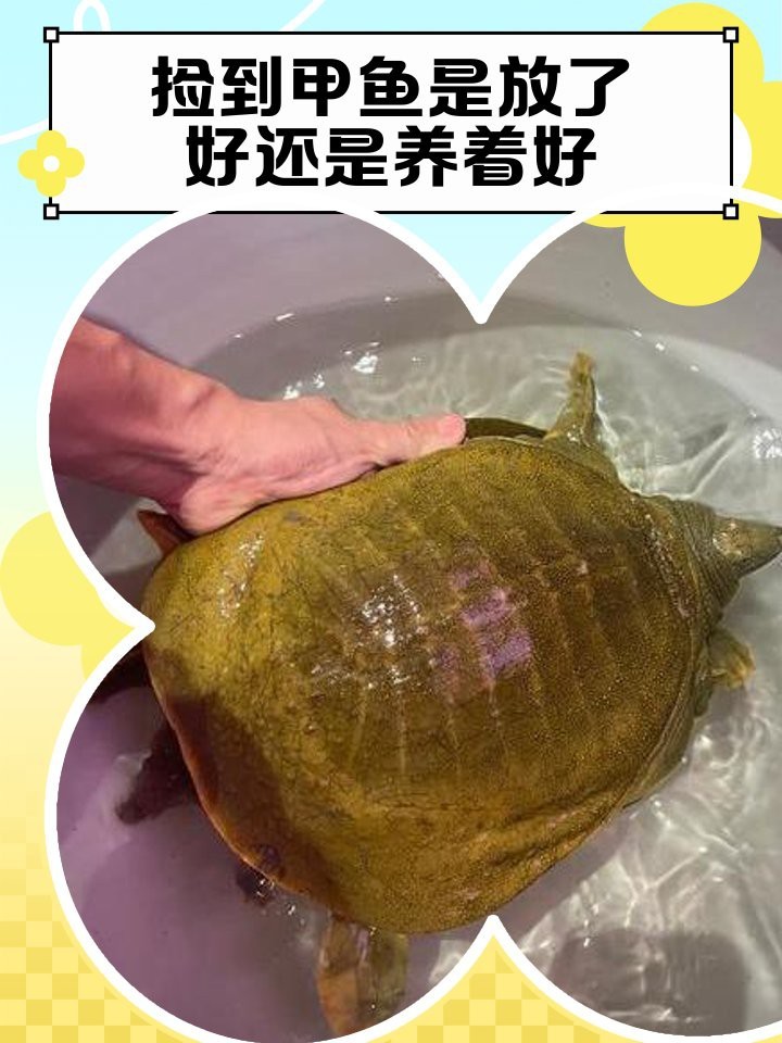 鱉什么屬相的人不能養|《鱉什么屬相的人不能養”的探討摘要探討摘要說法 鱉什么屬相的人不能養|《鱉什么屬相的人不能養”的探討摘要探討摘要說法 龍魚論壇 第8張
