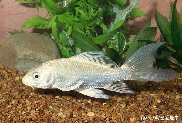 龍魚被打傷了多久能好？全面解析康復時間與護理方法，龍魚受傷康復指南，恢復時間與科學護理全解析