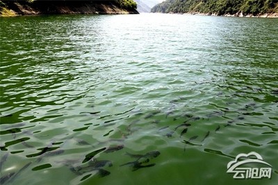 最好的龍魚缸品牌有哪些？全面解析頂級品牌與選購指南，2024年最佳龍魚缸品牌推薦，頂級選擇與選購全攻略 最好的龍魚缸品牌有哪些？全面解析頂級品牌與選購指南，2024年最佳龍魚缸品牌推薦，頂級選擇與選購全攻略 龍魚常見疾病 第2張