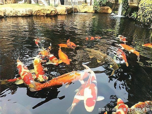 錦鯉二選和三選哪個好|《錦鯉二選和三選哪個好》
