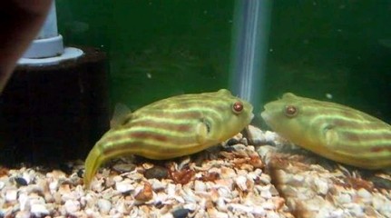 十大最貴龍魚排名，珍稀品種與天價交易揭秘，揭秘全球十大天價龍魚，珍稀品種與驚人交易內幕