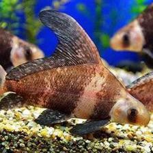 龍魚為什么一關燈就撞缸？原因分析與解決方法，龍魚關燈后撞缸的原因及應對措施